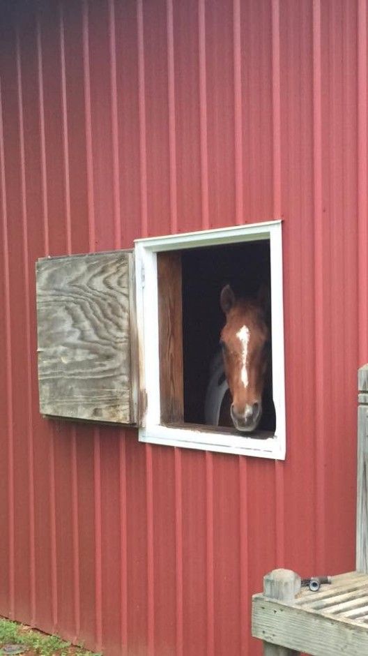 Horse Barn — Photo 1